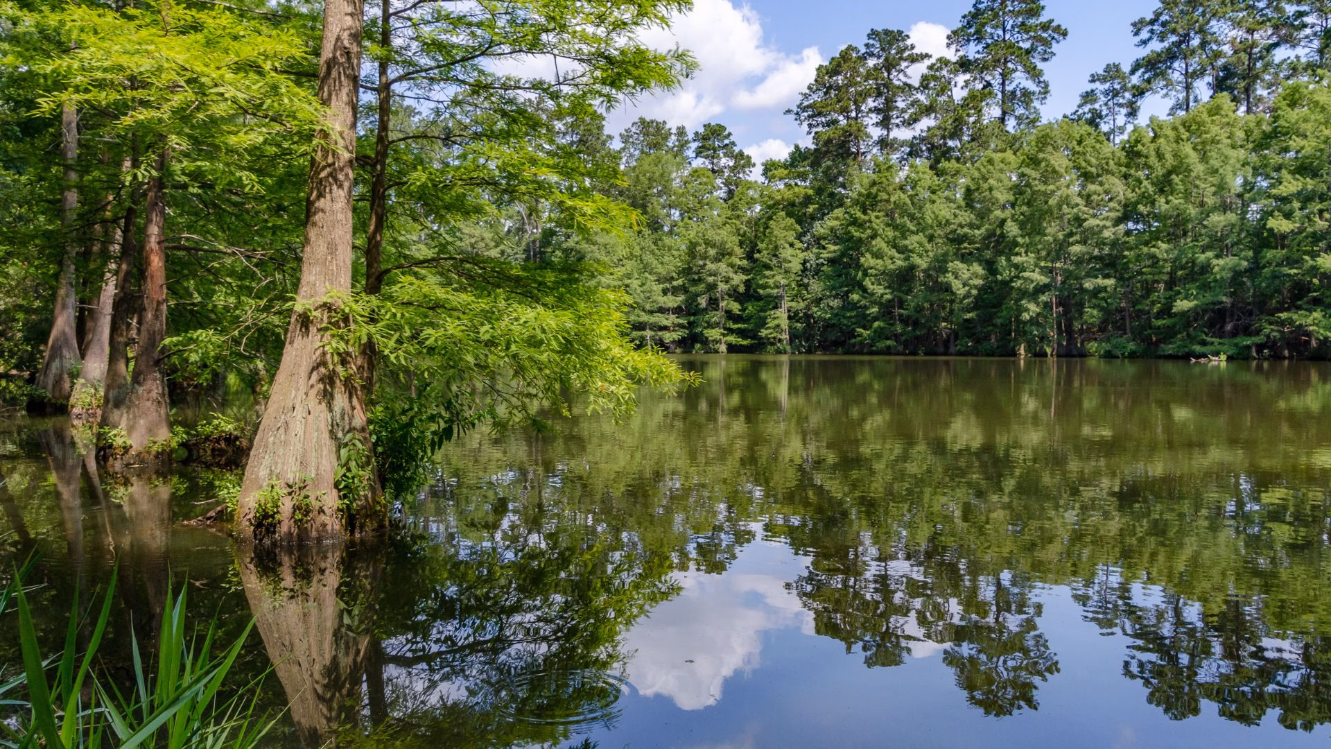 Jolly Outlaw Piney Woods 1920×1080