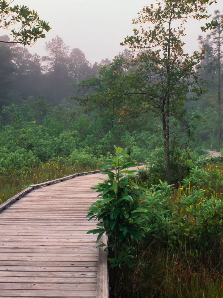 Jolly Outlaw Big Thicket Preserve