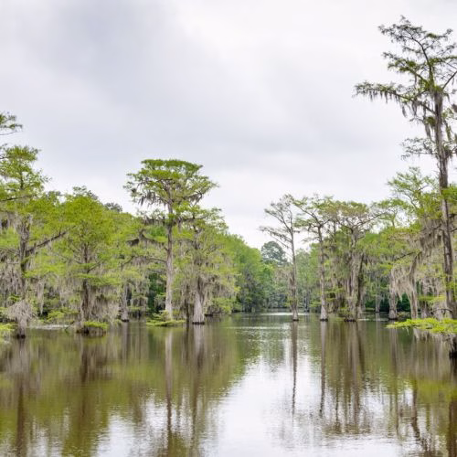 Jolly Outlaw Caddo Lake State Park 001